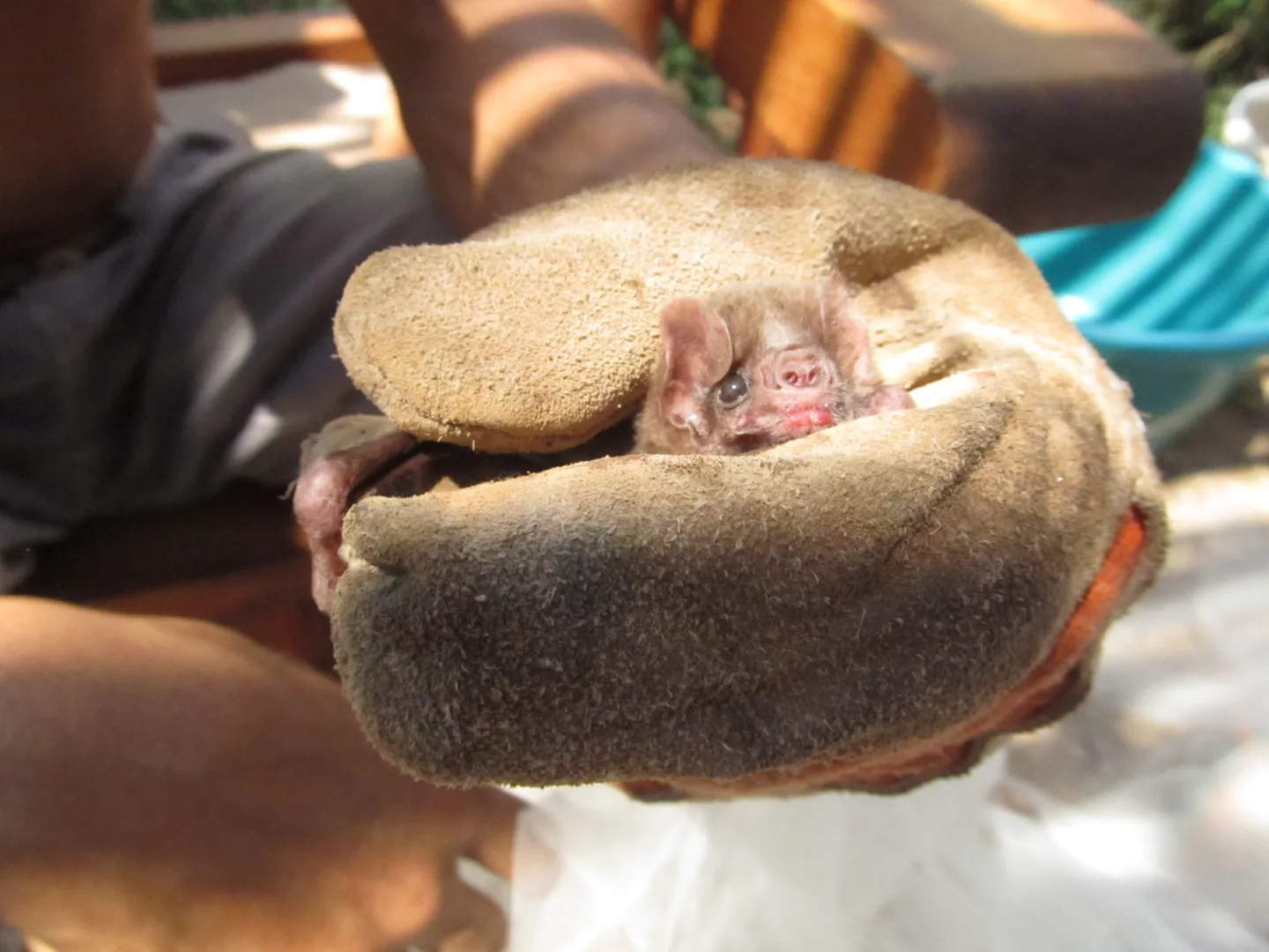 Pequeño animal sostenido con guantes durante su cuidado.
