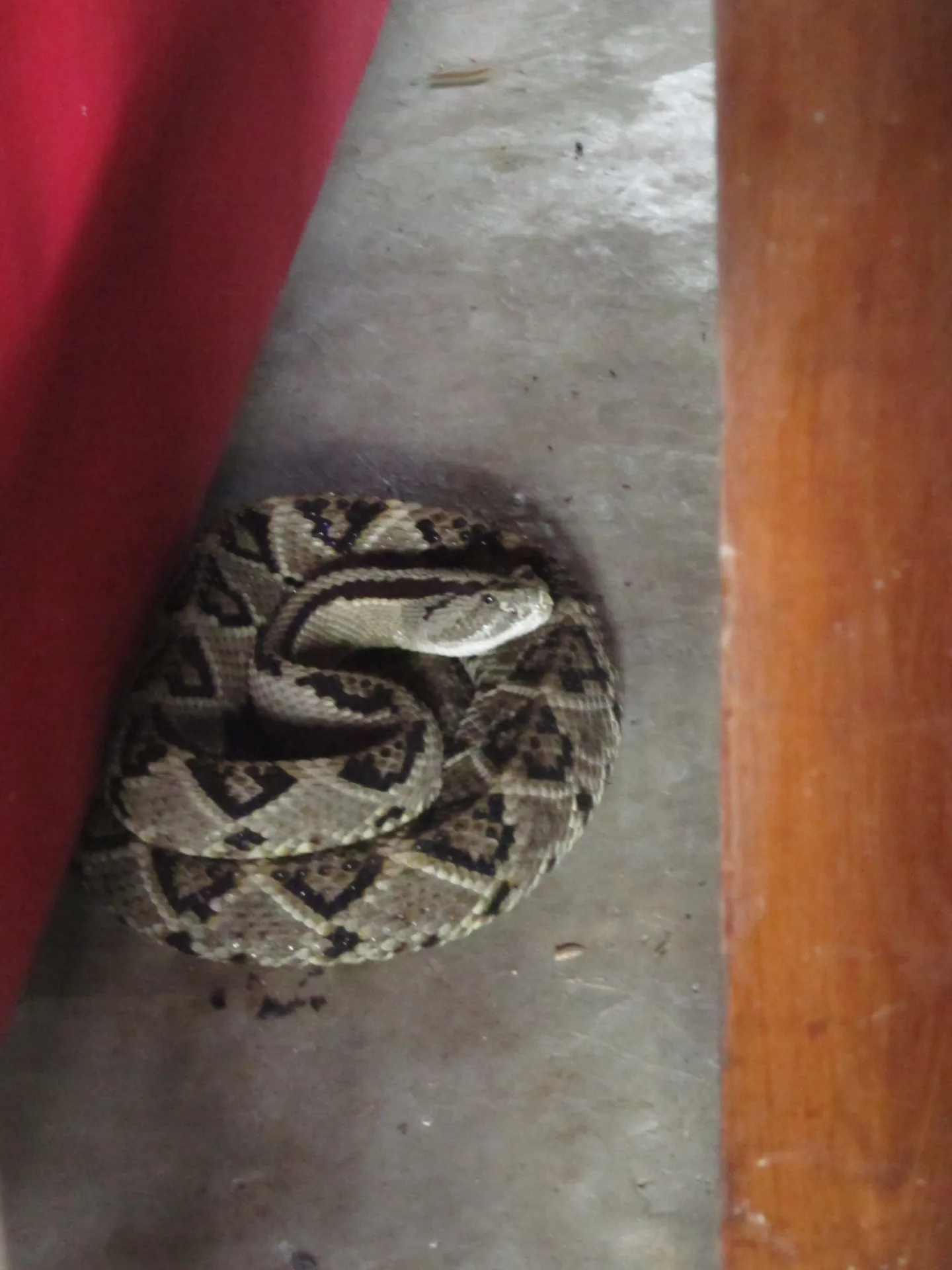 Rana resguardada en el hueco de una estructura.