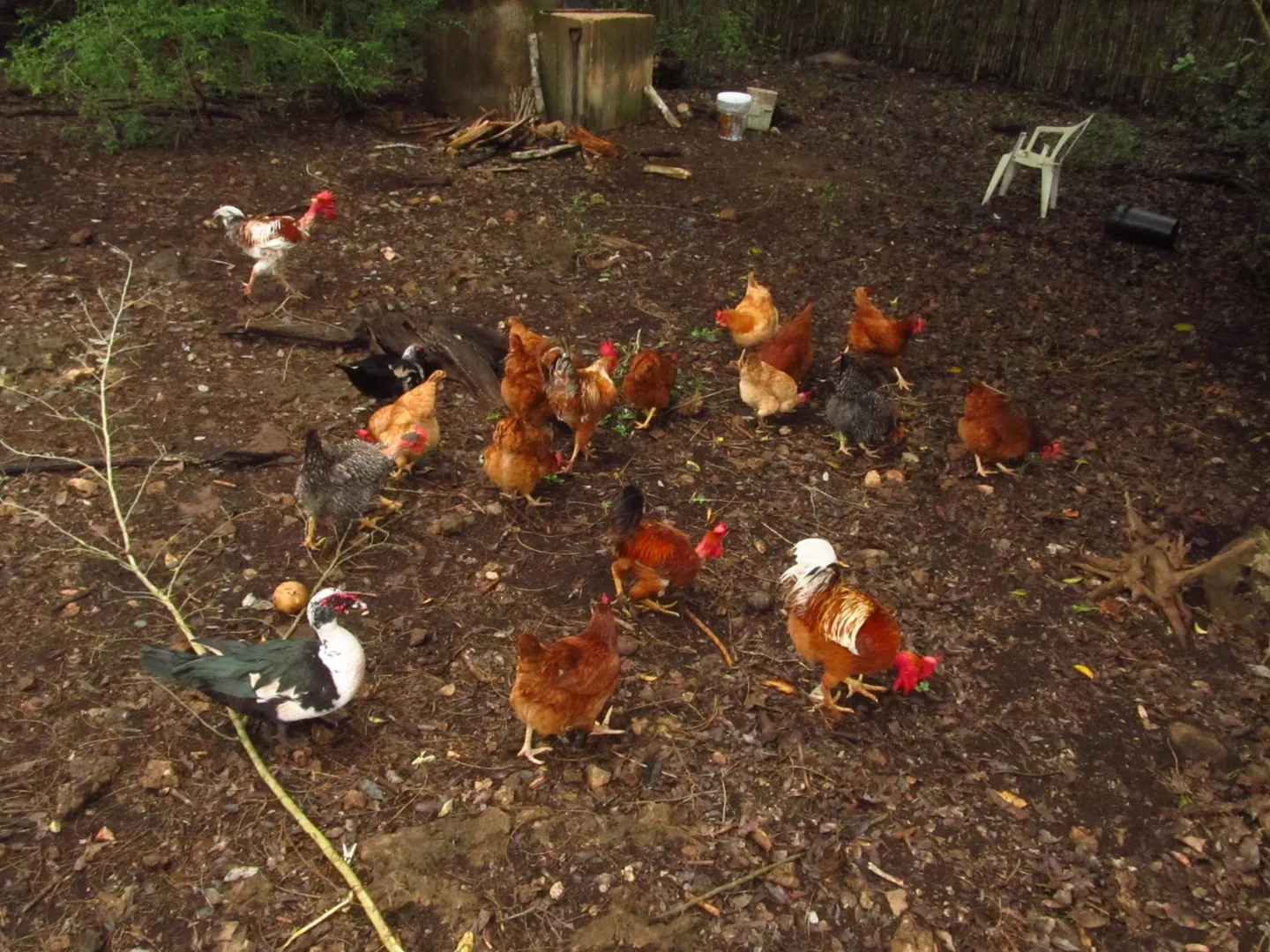 Grupo de aves en una zona de tierra entre los árboles.