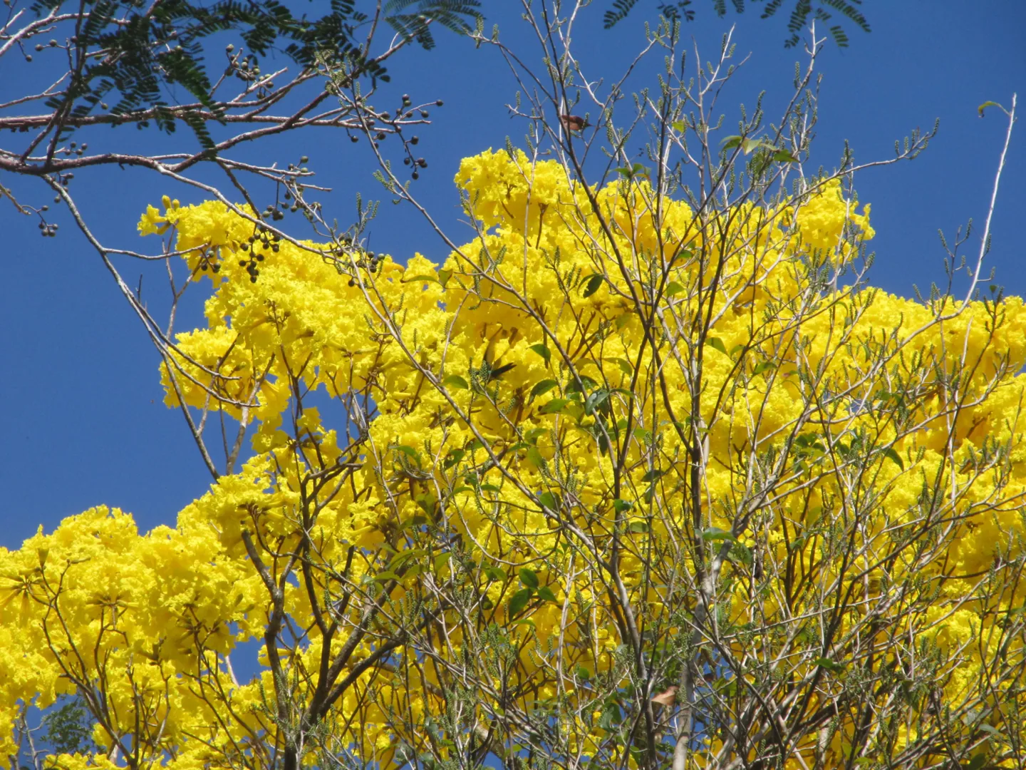 Árbol cubierto de flores amarillas sobre el cielo azul.