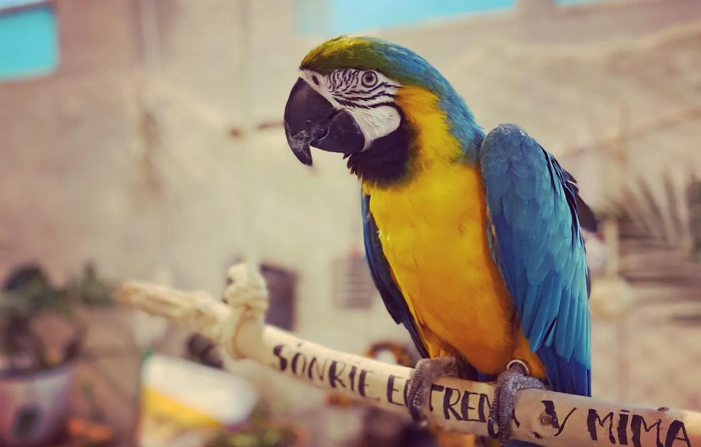Guacamayos y otros loros en un entorno con vegetación