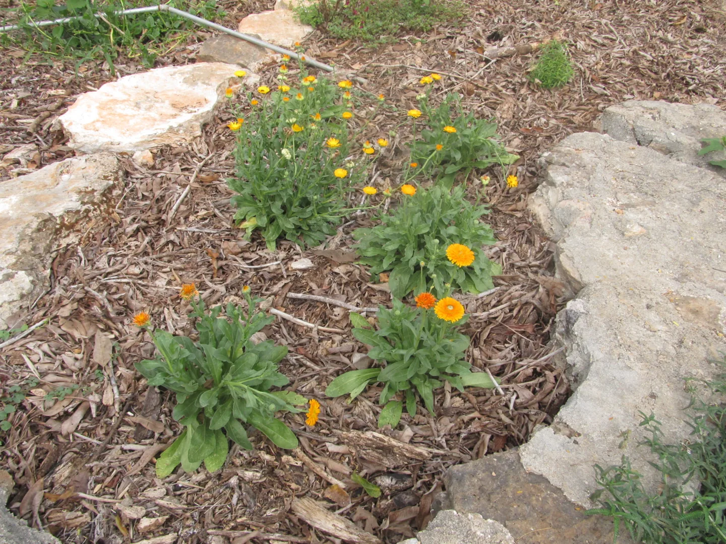 Flores amarillas en un pequeño espacio de cultivo.