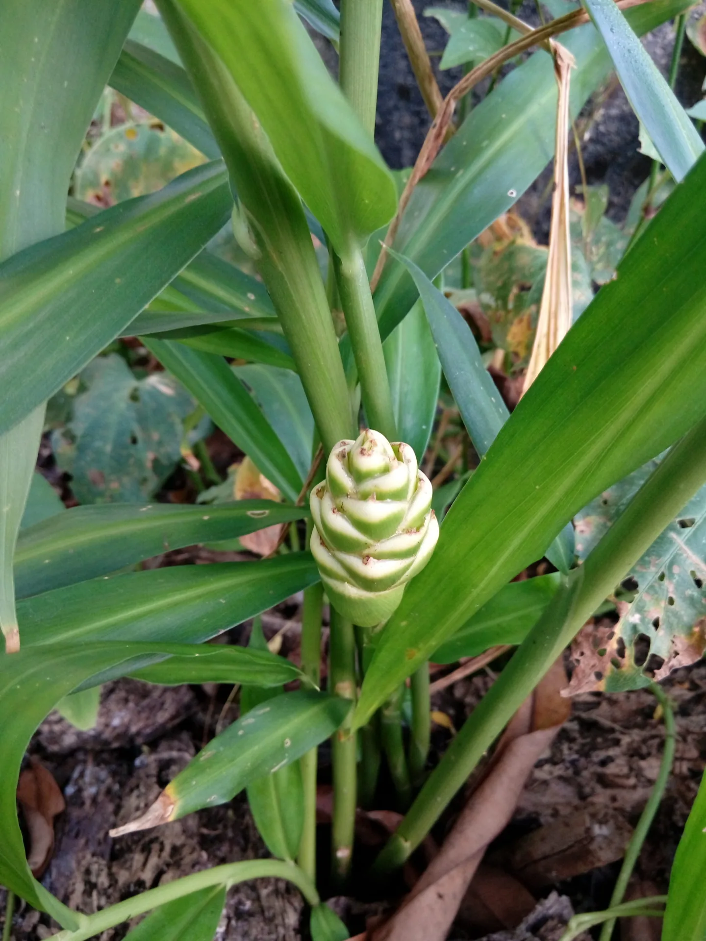 Planta de plátano y su fruto en crecimiento.