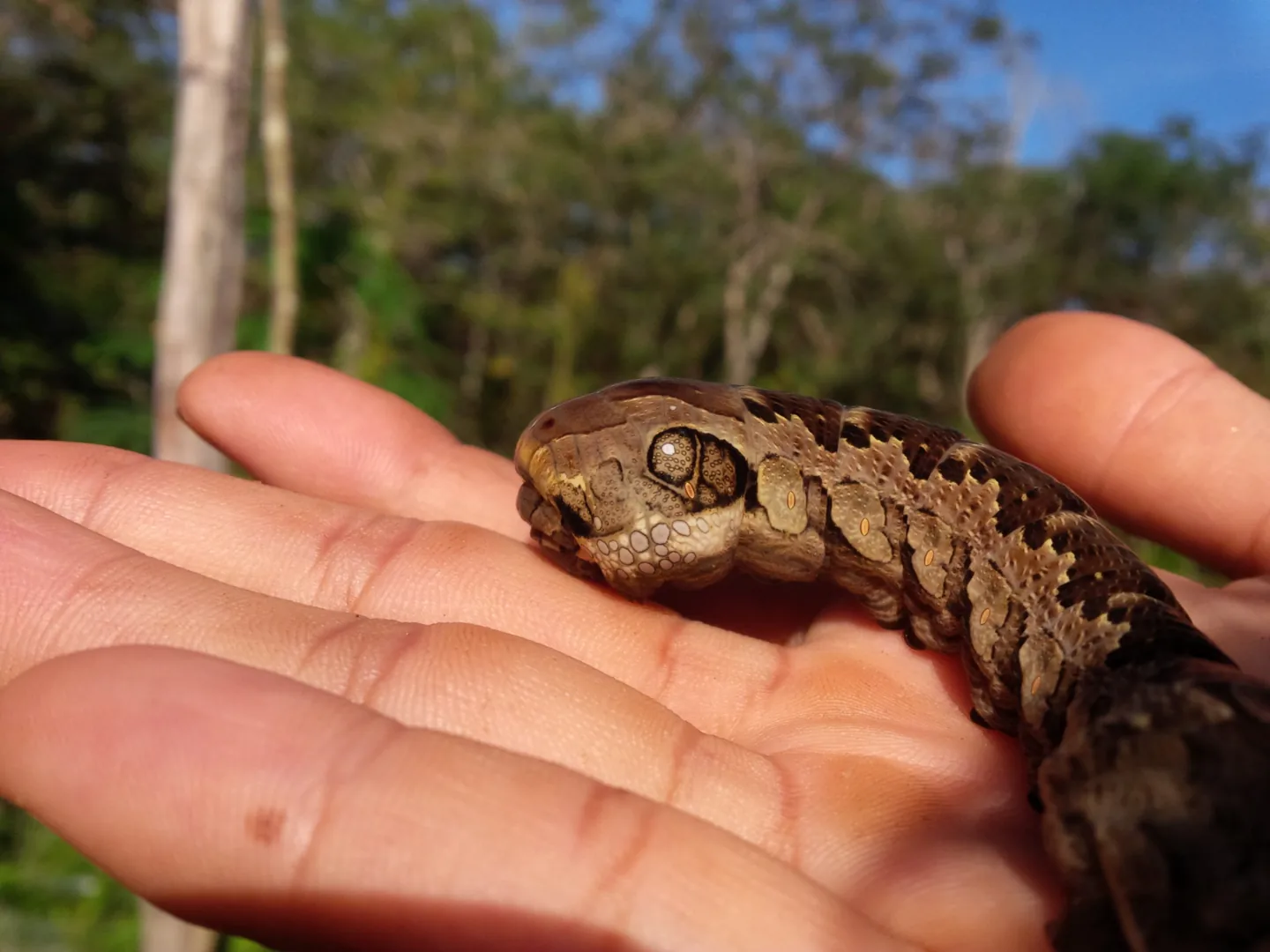 Pequeño reptil sostenido con cuidado en una mano.