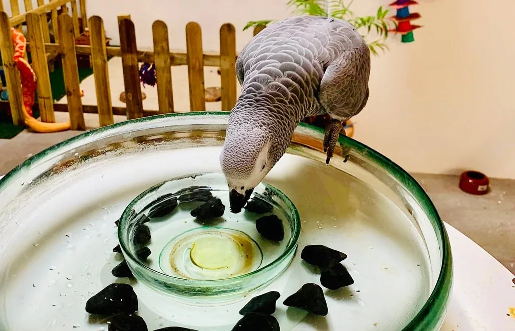 Loro gris buscando alimento en una bandeja de enriquecimiento.
