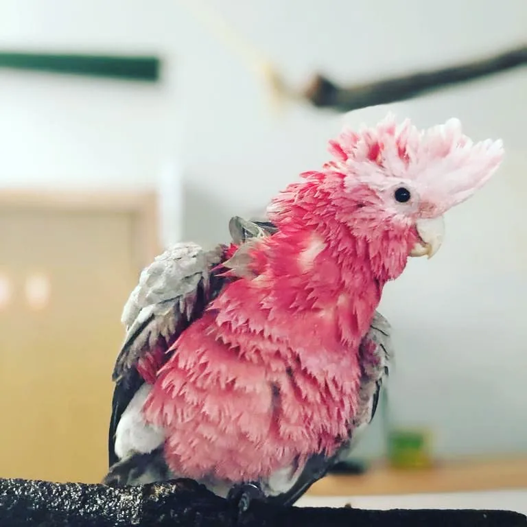 Cacatúa de plumaje rosa y gris posada sobre una rama.