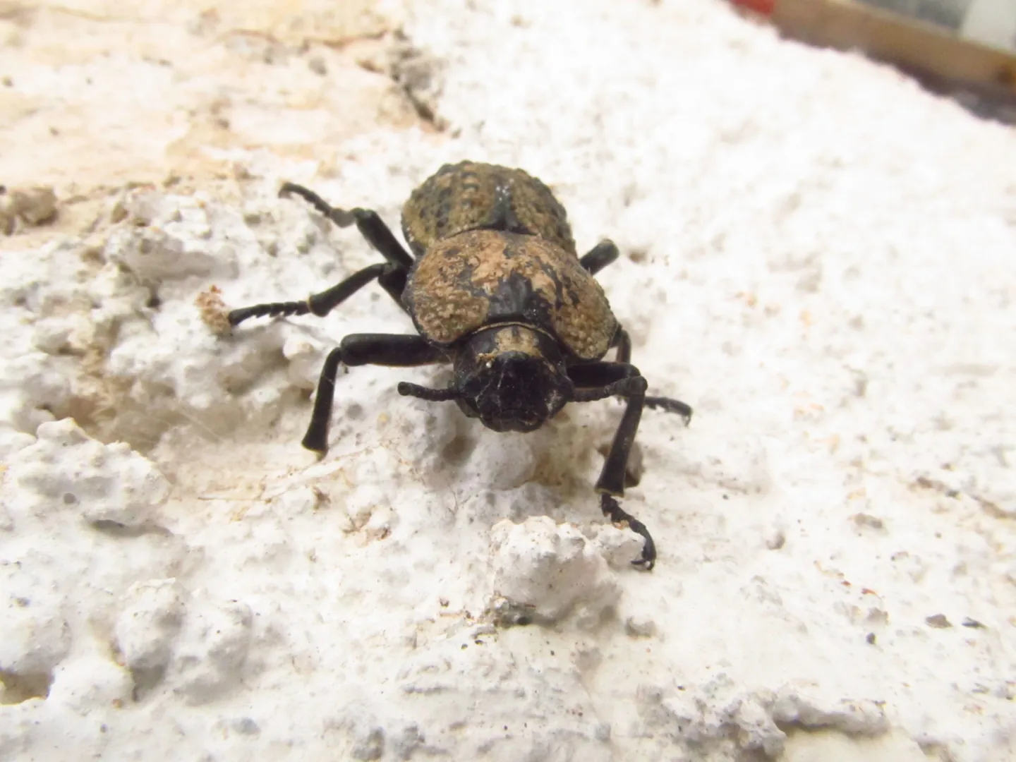 Detalle de un insecto sobre una superficie clara.