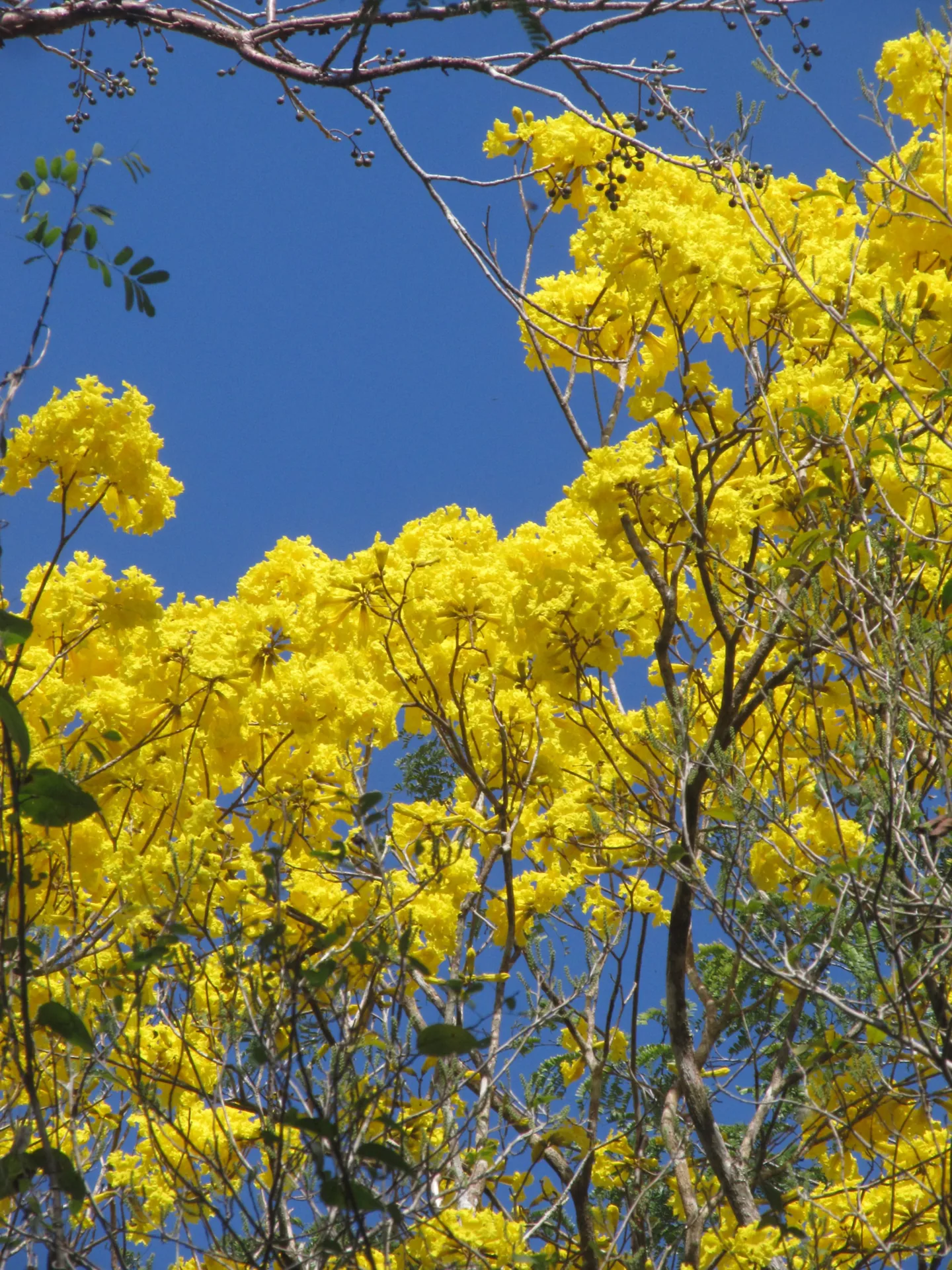 Ramas de un árbol con flores amarillas.