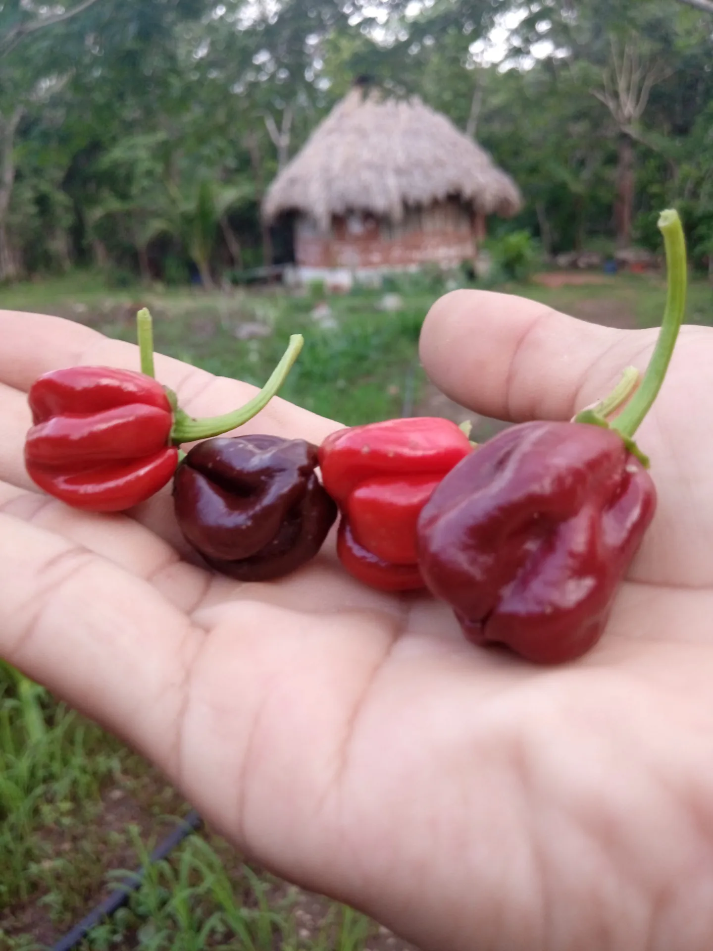 Frutos rojos en una mano, con una construcción de la reserva al fondo.
