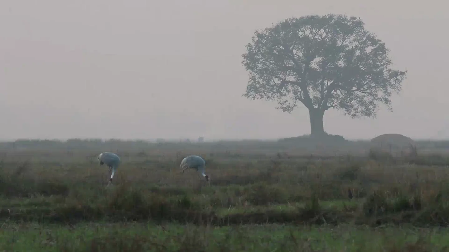 Un árbol y aves en un paisaje natural, imagen del vídeo original de Fundación Künphen